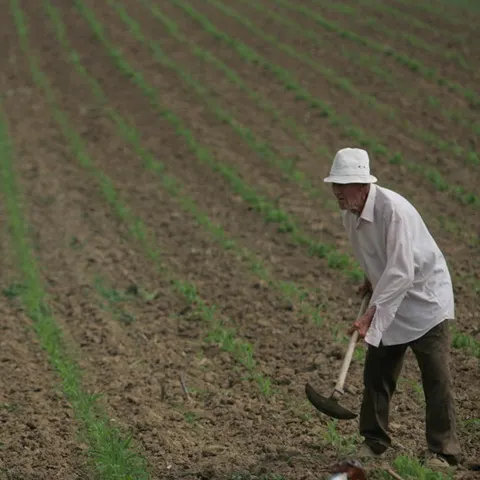 Producătorii au dublat preţurile fungicidelor şi insecticidelor 