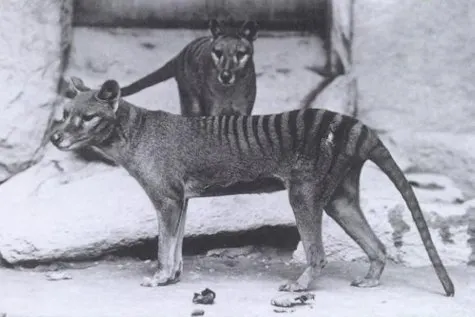 11 specii de animale extincte care au fost fotografiate în viaţă