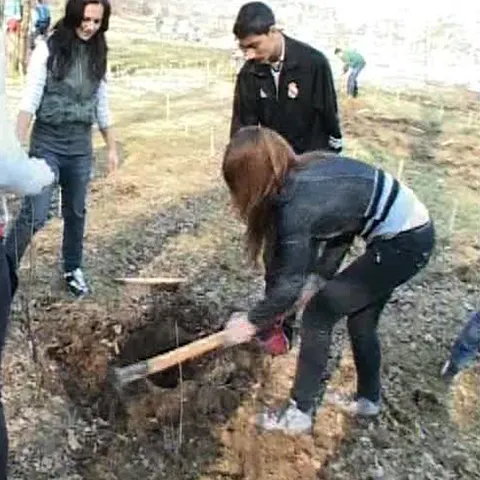 Organizaţiile ecologiste din Braşov au plantat sute de salcâmi 
