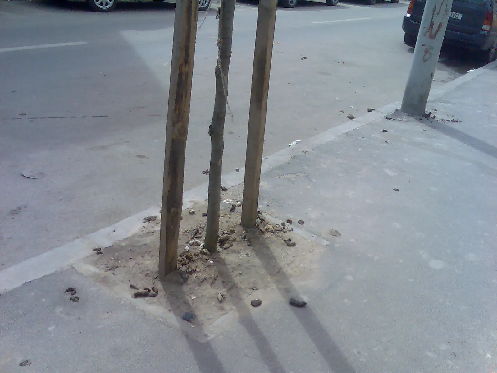 Pomul zidit din Capitală