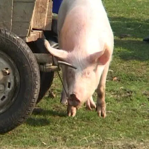 În târgurile din judeţul Sălaj preţurile animalelor s-au dublat