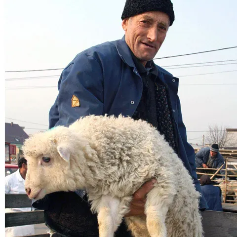 Ciobanii vând carnea de miel cu cel mult 8 lei/kg, iar în magazine preţul ajunge până la 20 lei/kg