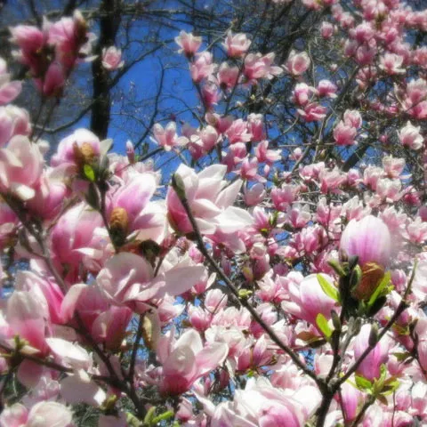 De Florii vom avea o vreme frumoasă şi caldă, spun meteorologii