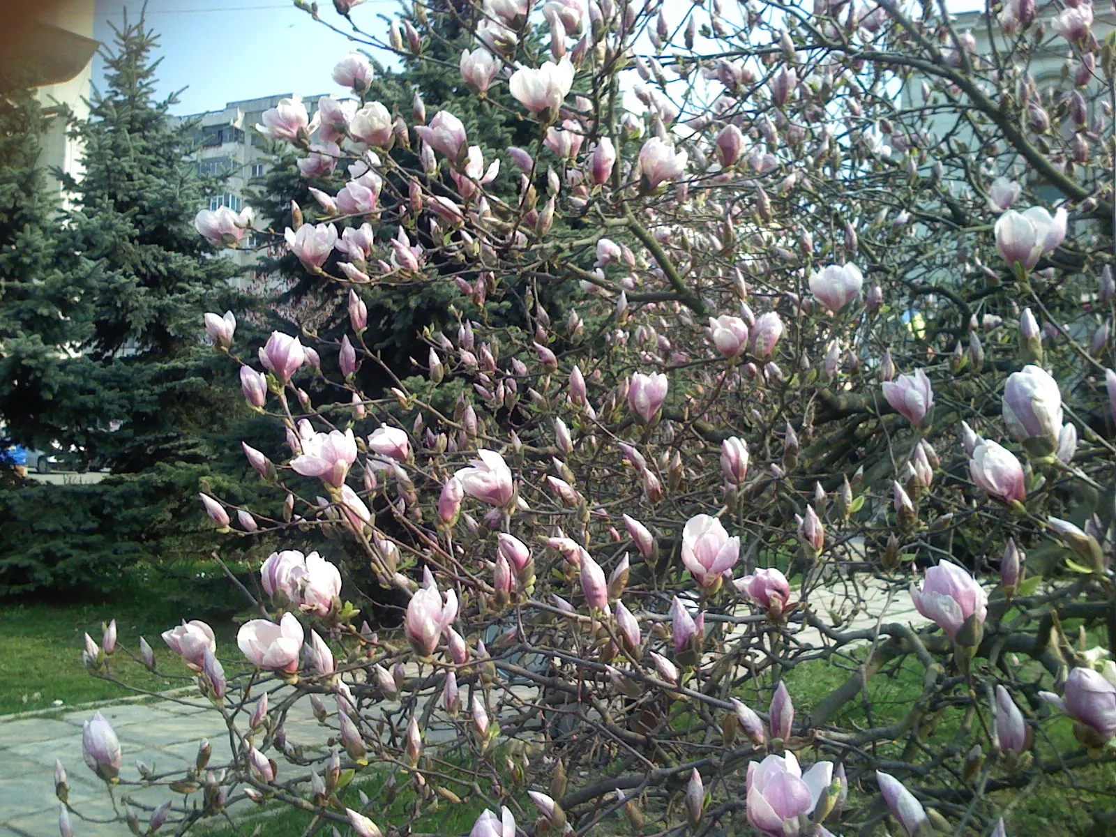 Florile primăverii