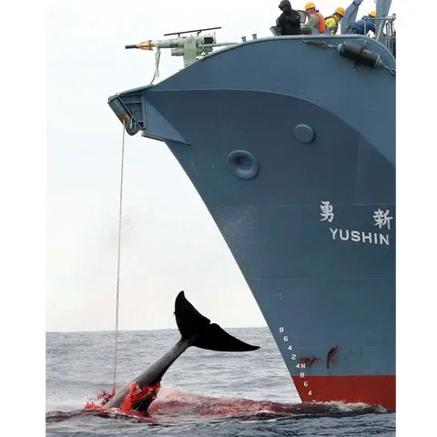 Japonia a omorât "doar" 680 de balene antarctice, mai puţin decât şi-a propus