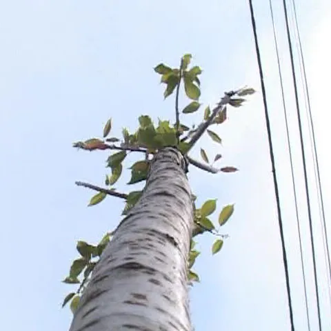Peste 5.000 de arbori exotici au fost plantaţi pe străzile Timişoarei 