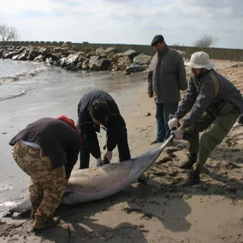 Cinci delfini morţi au fost găsiţi pe plajele din Saturn şi Mangalia