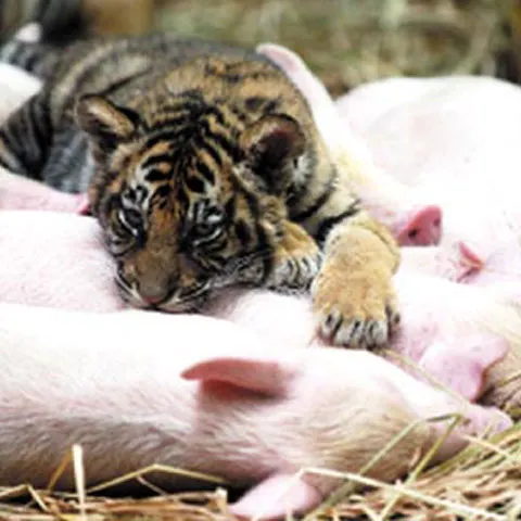 Doi pui de tigru au fost adoptaţi de un porc, iar purceluşii sunt îngrijiţi de tigroaică