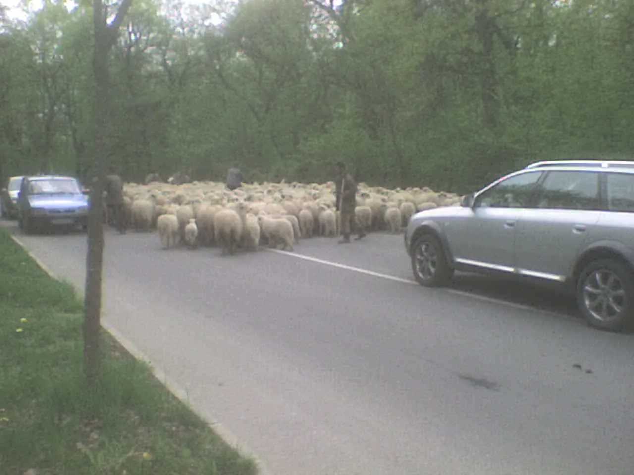Cu oile prin Sibiu