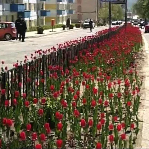 Poliţiştii comunitari din Huşi, paznici pentru lalelele plantate de autorităţile locale. VEZI VIDEO