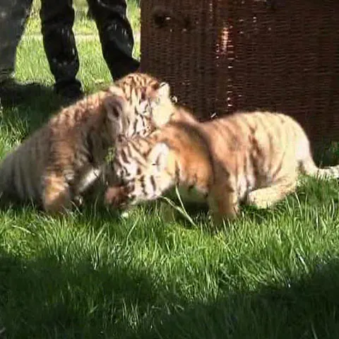 Trei pui de tigru siberian expuşi la Grădina Zoologică din Leipzig 