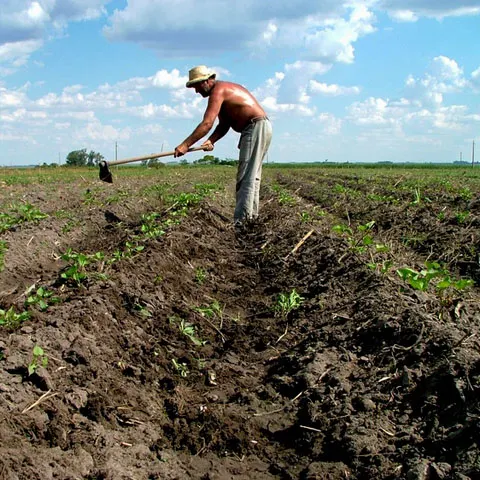 Românii se înghesuie să-şi facă companii cu profil agricol, ca să scape de criză