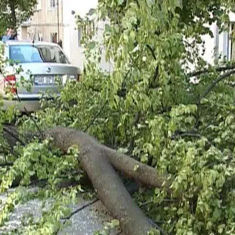 Un copac a fost doborât de vânt la Sibiu