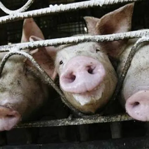 SUA vor distribui 11 milioane de tratamente antivirale