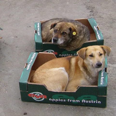Vizele impuse românilor lasă nesterilizaţi maidanezii din Chişinău