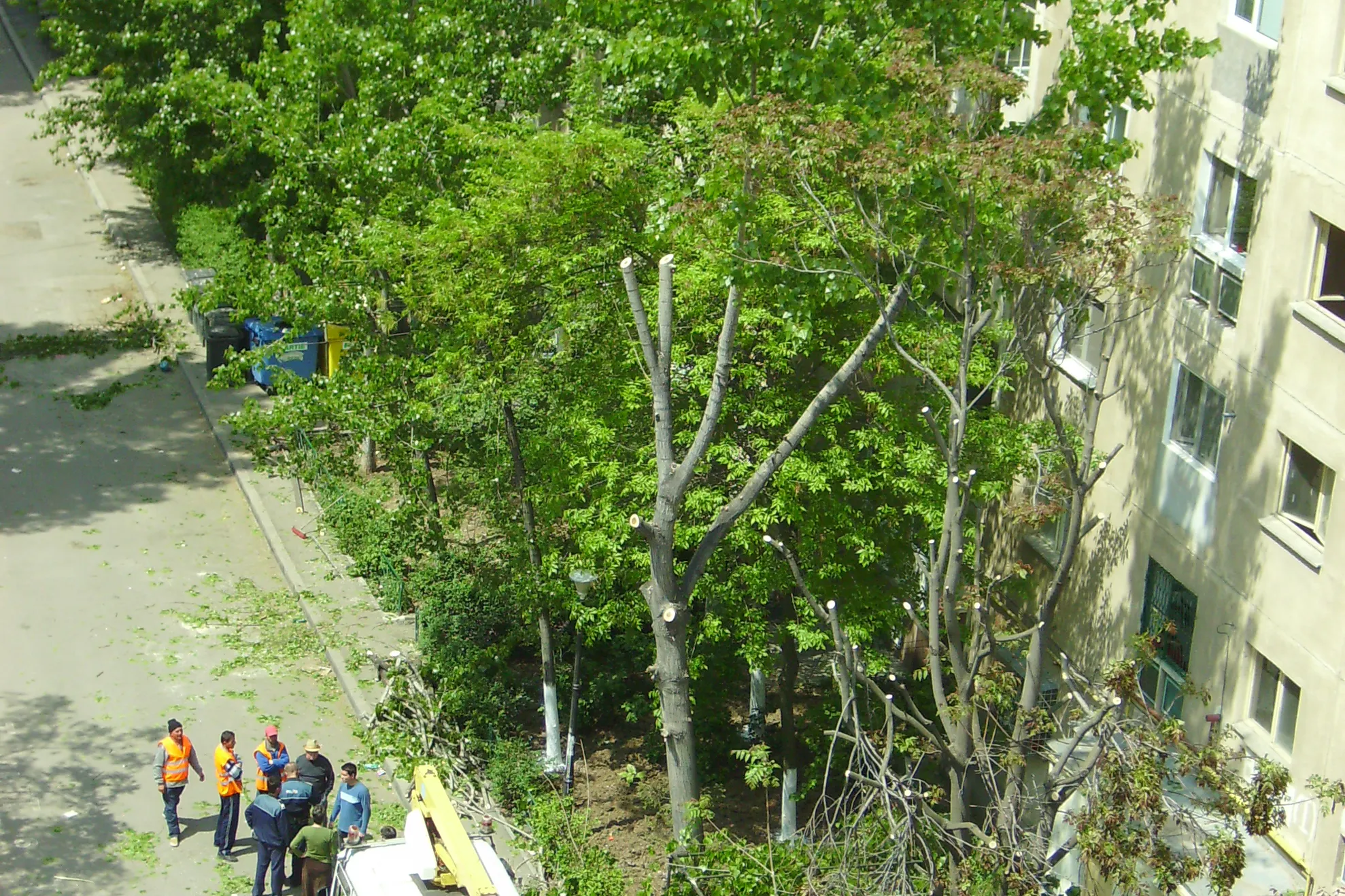 Copaci distruşi pe şoseaua Olteniţei Bucureşti