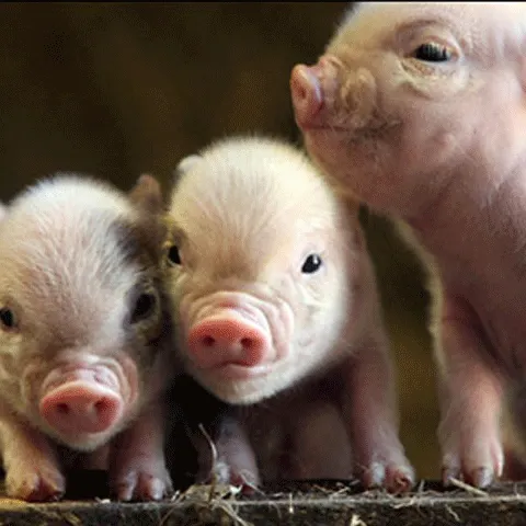 OMS verifică dacă noul virus al gripei porcine se propagă printre porci