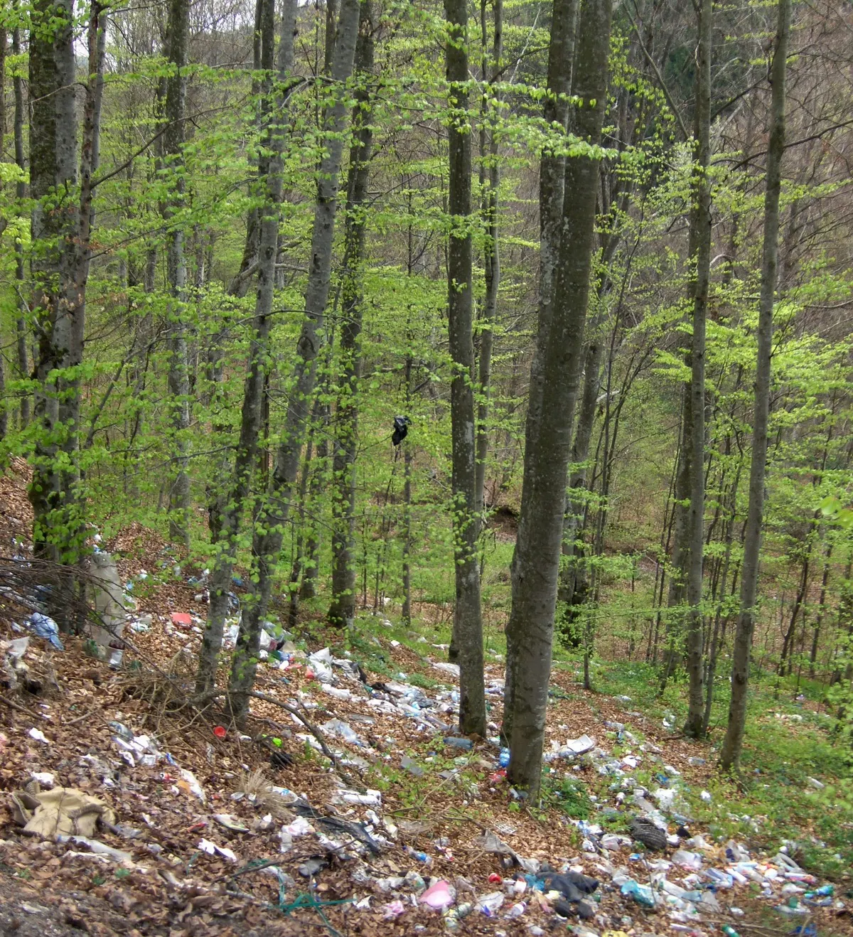 Gunoaie lăsate în urmă de turişti - pădurea Corund din Tg. Mureş