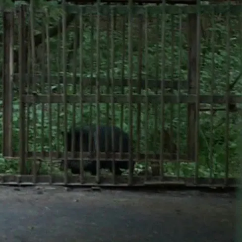 O ursoaică a omorât un mistreţ din Grădina Zoologică de la Tg. Mureş 