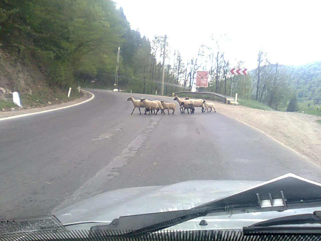 Turmă de oi pe un drum european