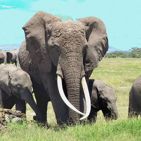 Cel mai faimos elefant din Kenya a murit de bătrâneţe