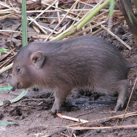 Cei mai mici porci din lume, printre cele mai virile animale