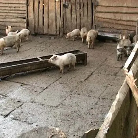 Un urs a atacat o fermă de porci din Mureş şi a omorât două animale 