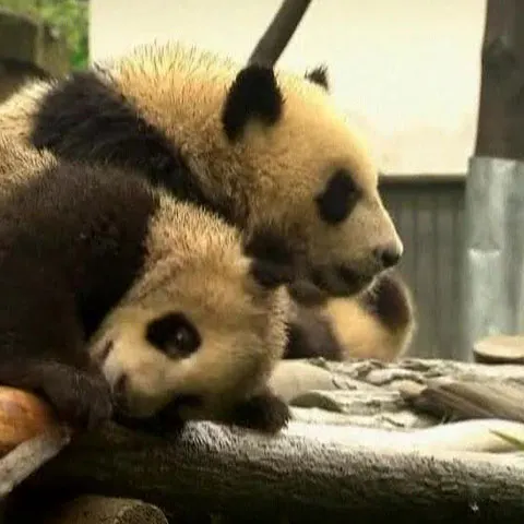 Nouă ursoaice panda au fost scoase de sub ruine după seism