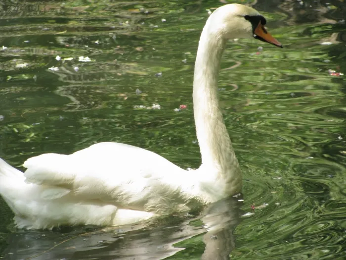 Lebede în parcul Cişmigiu