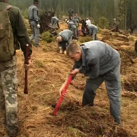 30 deţinuţi de la Penitenciarul din Bistriţa au plantat 600 de puieţi