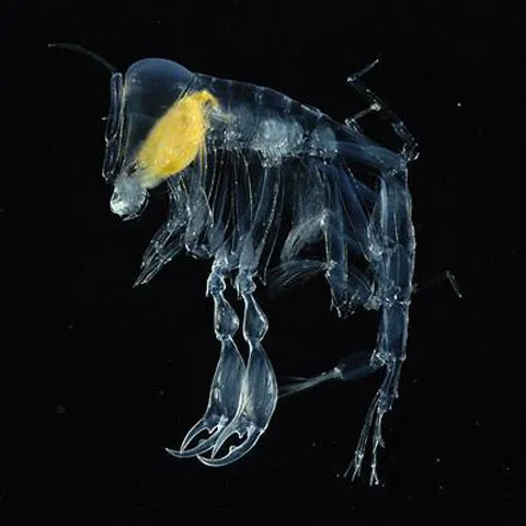 Creaturi din adâncuri: Ce se ascunde în apele oceanelor? - GALERIE FOTO
