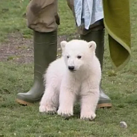 Două grădini zoologice îşi dispută câştigurile obţinute de Knut