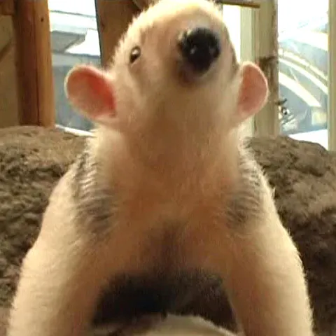 Un pui de furnicar haios este noua vedetă într-un zoo din Japonia