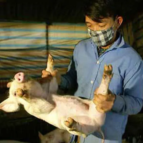 Virusul H1N1 ar fi putut circula nedetectat la porci timp de ani de zile, cred cercetătorii