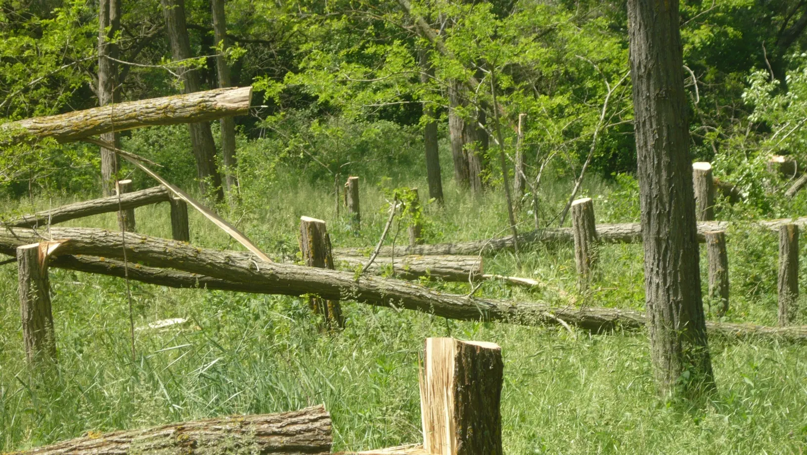 Defrişări în pădurea Băneasa din Galaţi