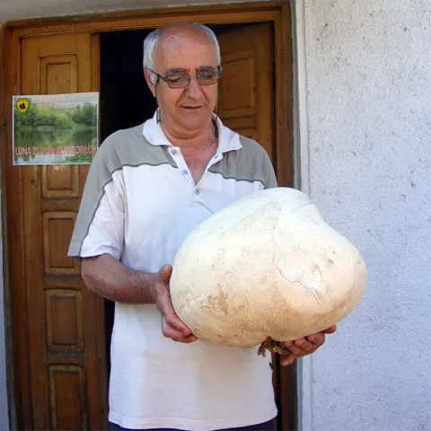 O ciupercă imensă a crescut în grădina unui pensionar din Bahna, judeţul Mehedinţi
