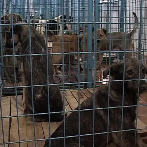 Asociaţiile pentru protecţia animalelor au pichetat Parlamentul 