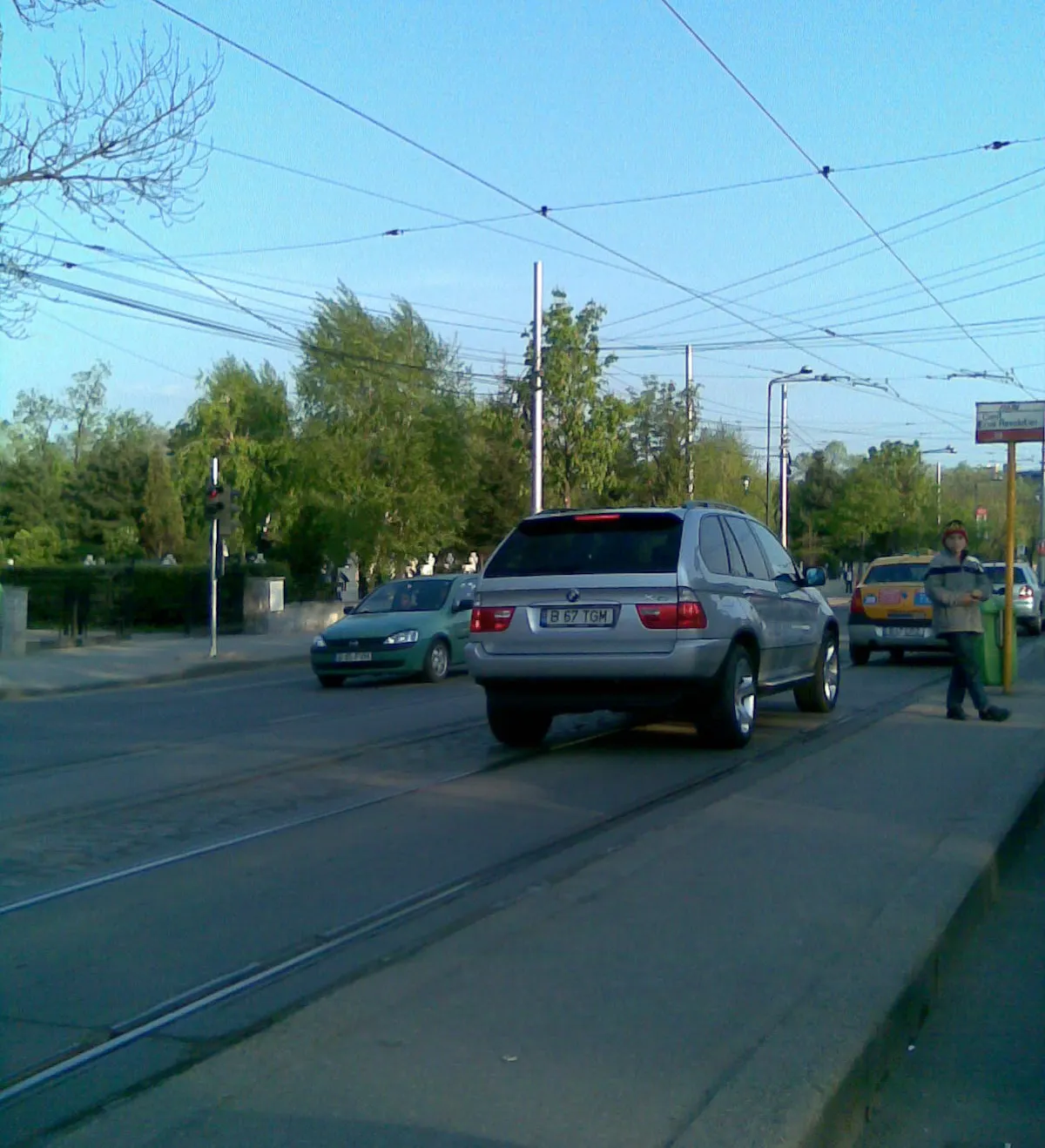 Bivolii din trafic