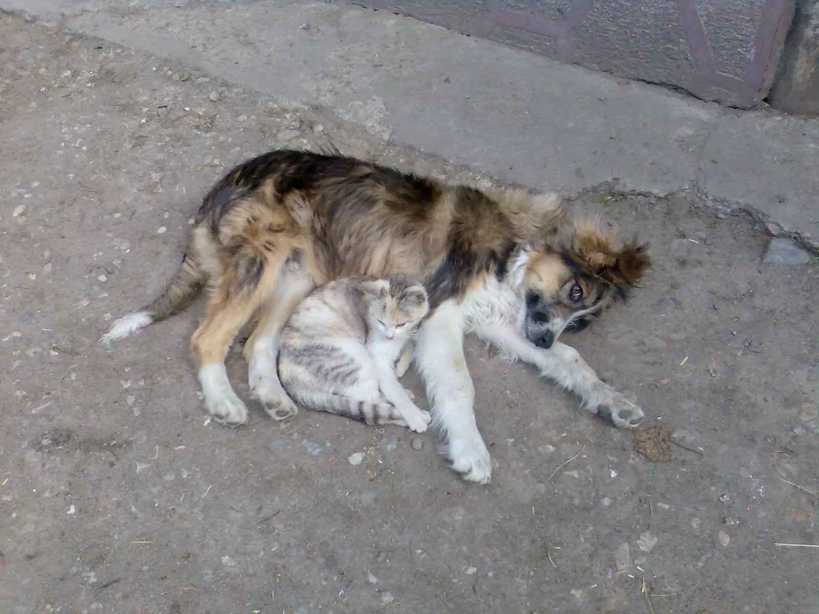Prietenia nu ţine cont de...rasă