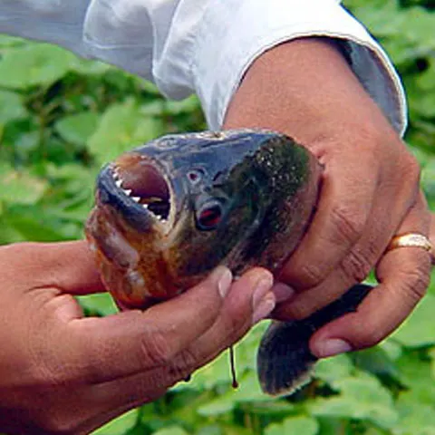 Un pescar rus a prins un peşte tropical piranha într-un râu din Siberia