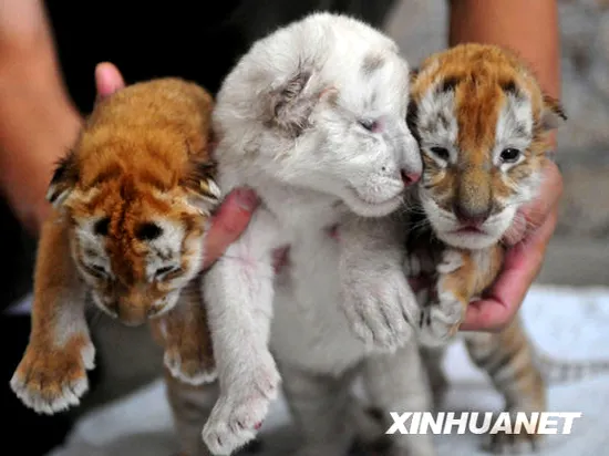 Trei pui de tigru, dintre care unul alb, au fost prezentaţi joi publicului de la un zoo chinez