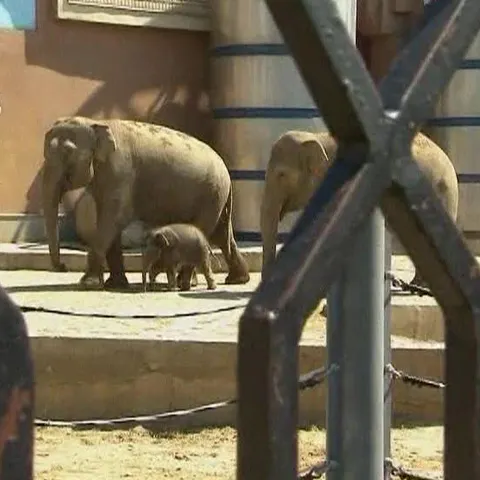 O elefănţică este cea mai nouă atracţie a unui parc zoo din Moscova 