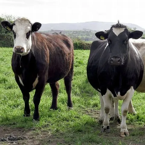 Peste 53.000 de crescători de bovine vor primi, săptămâna aceasta, subvenţii de circa 55 mil lei