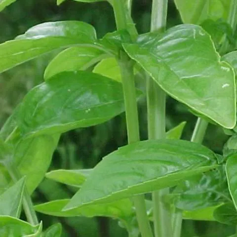 Plantele se recunosc între ele
