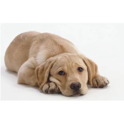Schimbările climatice ar putea creşte riscul de îmbolnăvire la animalele de casă, potrivit RSPCA