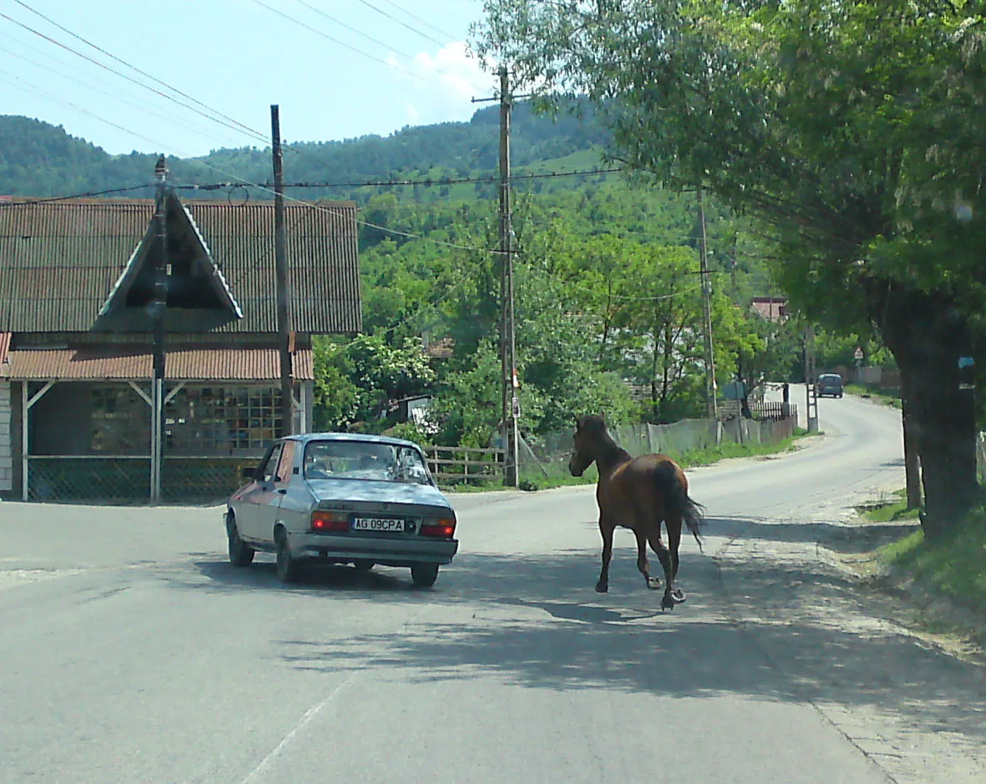 Calul pe şosea