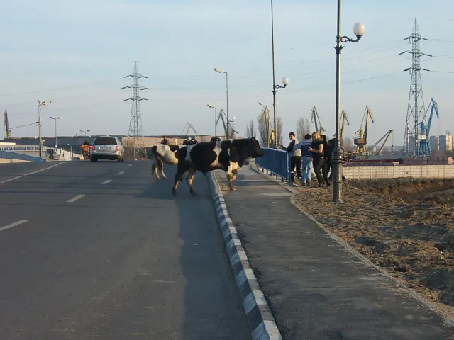 Vaca la plimbare pe şosea