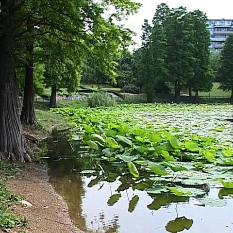 Dacă încetul cu încetul spaţiile verzi au început să dispară din Bucureşti, a venit şi rândul lacurilor