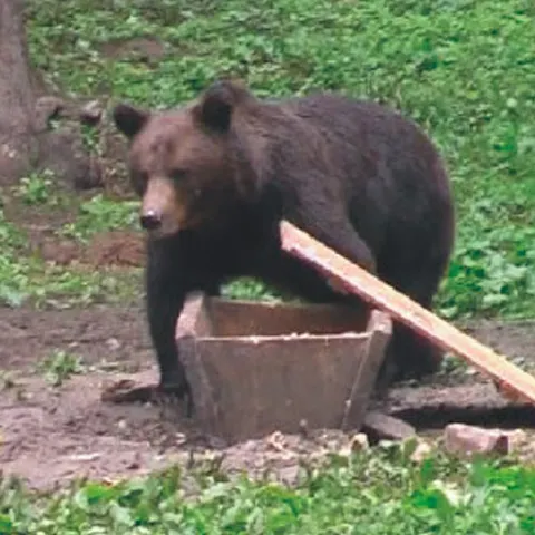 Vineri noapte, o ursoaică de 3 ani, a fost capturată de pădurari