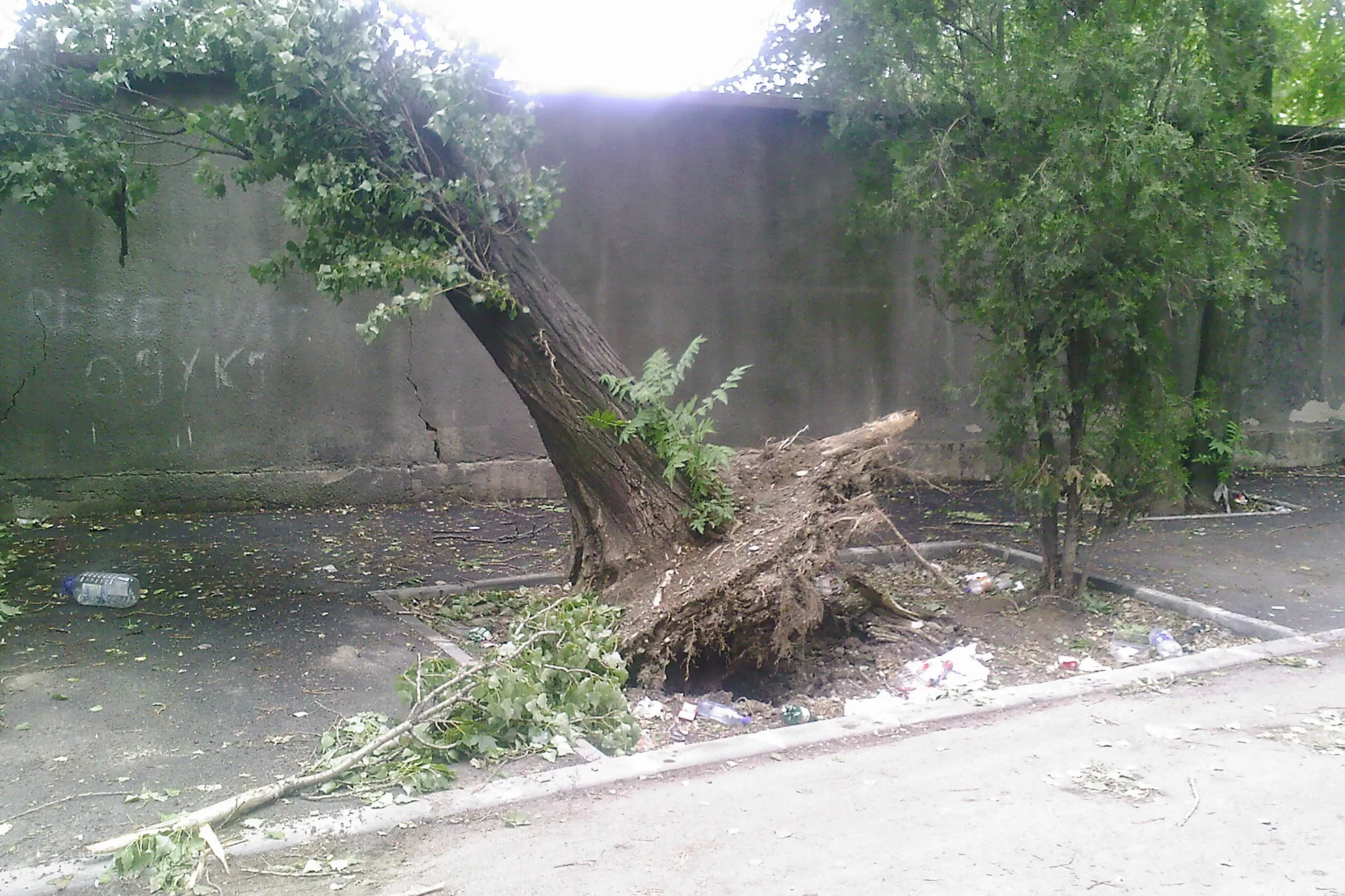 Un copac este în pericol de prăbuşire pe strada Prunaru din Capitală